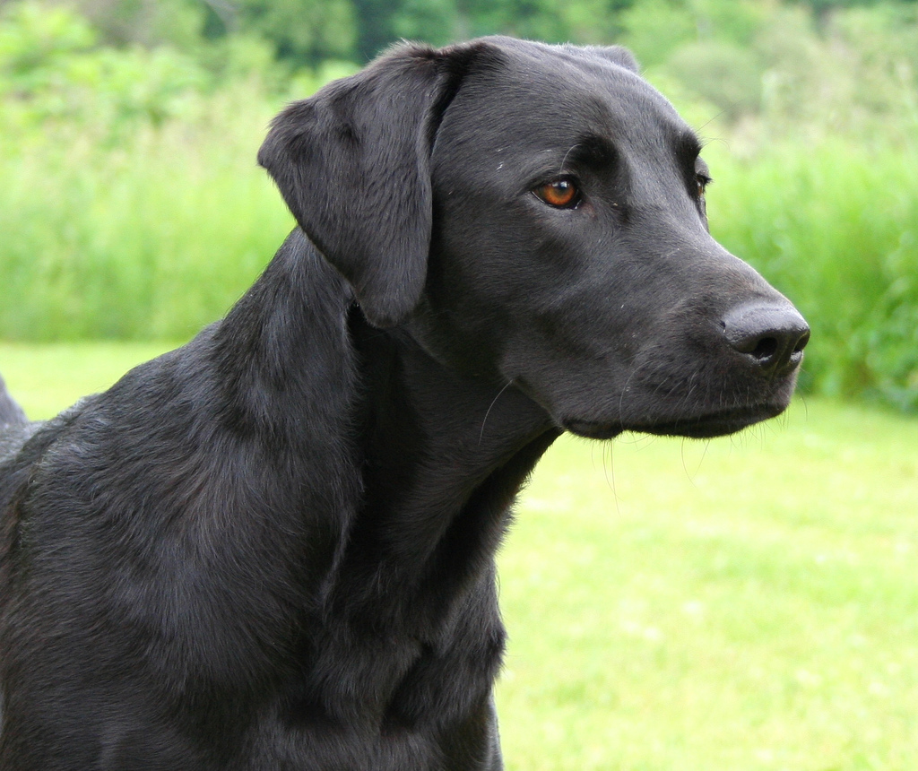 Labrador_Retriever_black_portrait_Flickr.jpg