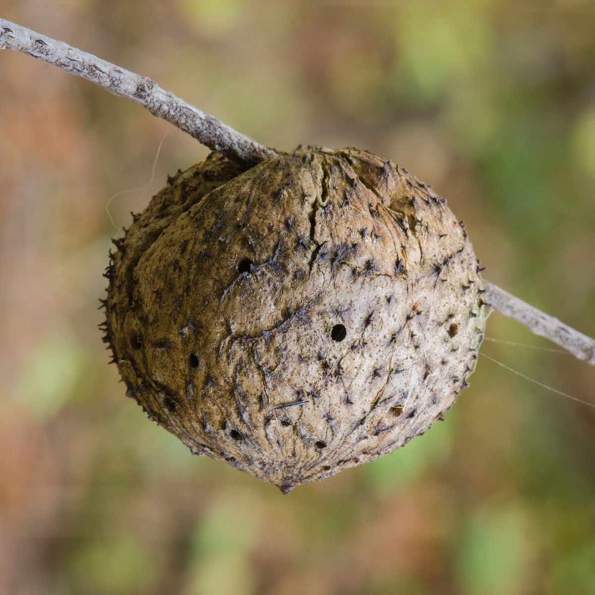 Live_Oak_Apple_Gall_Wasp_Callirhytis_quercuspomiformis_10640229665.jpg