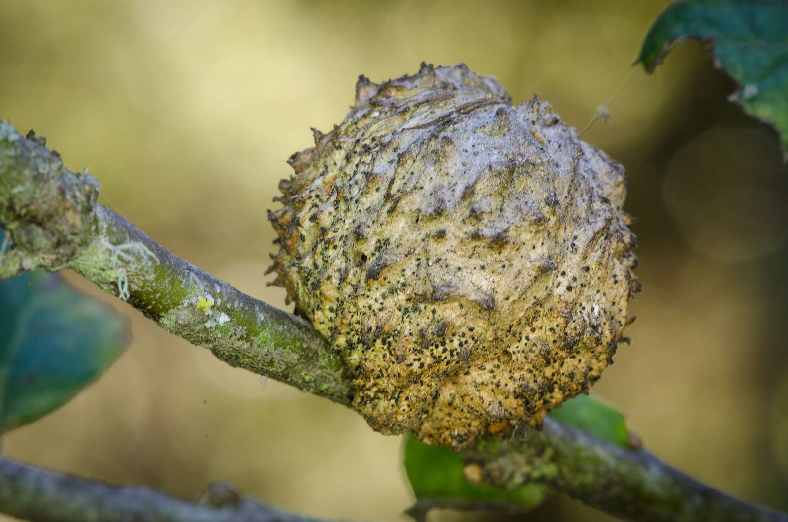 Live_Oak_Apple_Gall_Wasp_Callirhytis_quercuspomiformis_10754052095.jpg