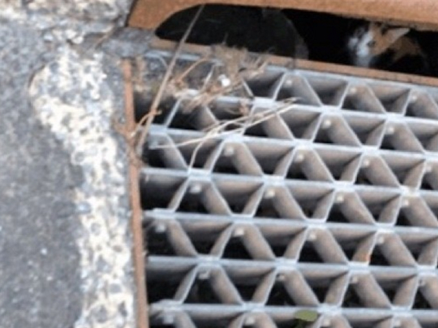 Mama-Cat-Kitten-In-Drain-1.jpg