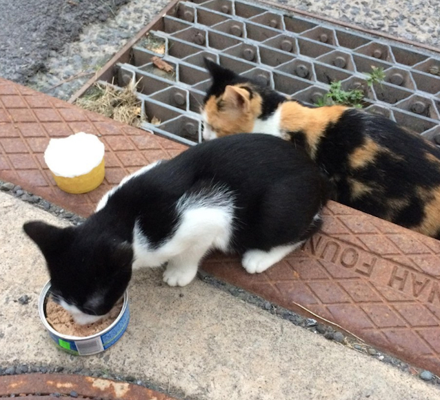 Mama-Cat-Kitten-In-Drain-2.jpg