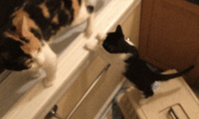 Mama-Cat-Kitten-In-Drain-3.jpg