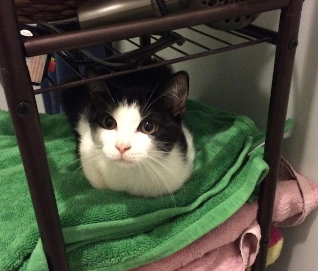 Mama-Cat-Kitten-In-Drain-4.jpg