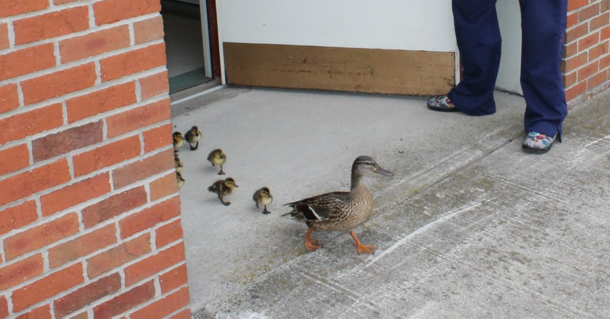 Mama Duck and Chicks Walk Through Hospital