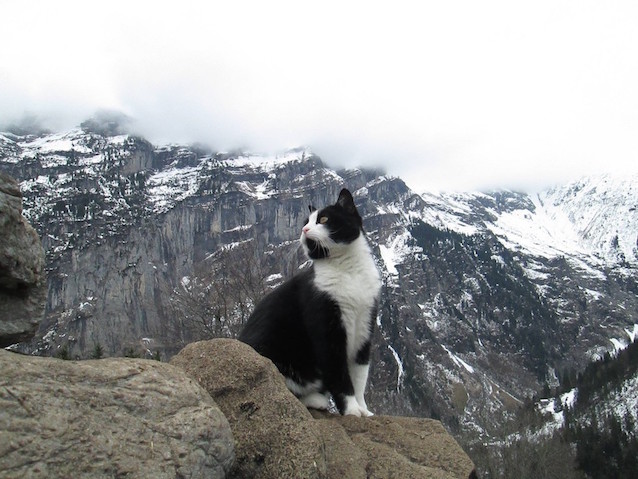 Mountain-Cat-1.jpg