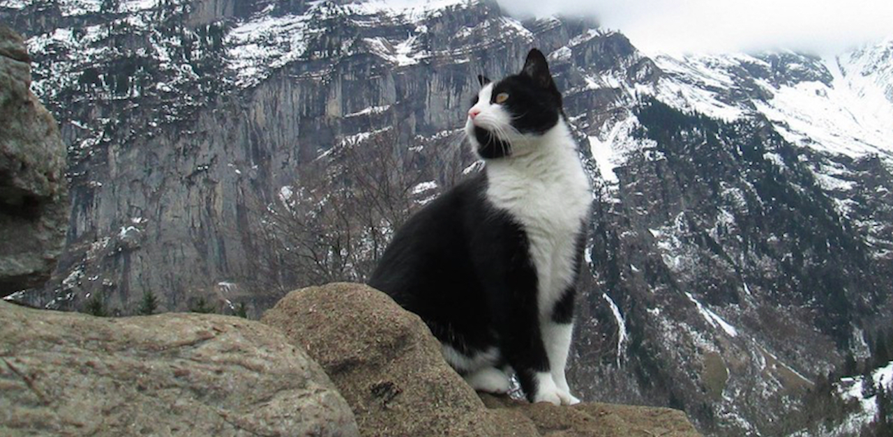 Mountain Cat Beauty