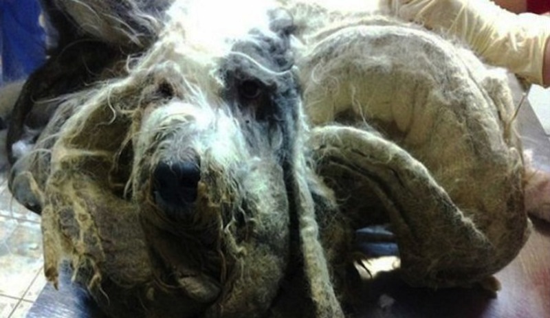 Neglected-Dog-665x385-1.jpg