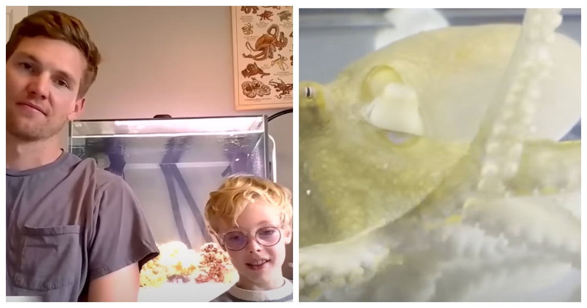 A Pet Octopus Laid Over 40 Eggs Weeks After Dad Gifts It To Son(01)