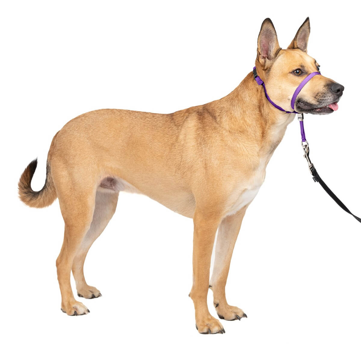 PetSafe-Gentle-Leader-Headcollar_Amazon.jpg