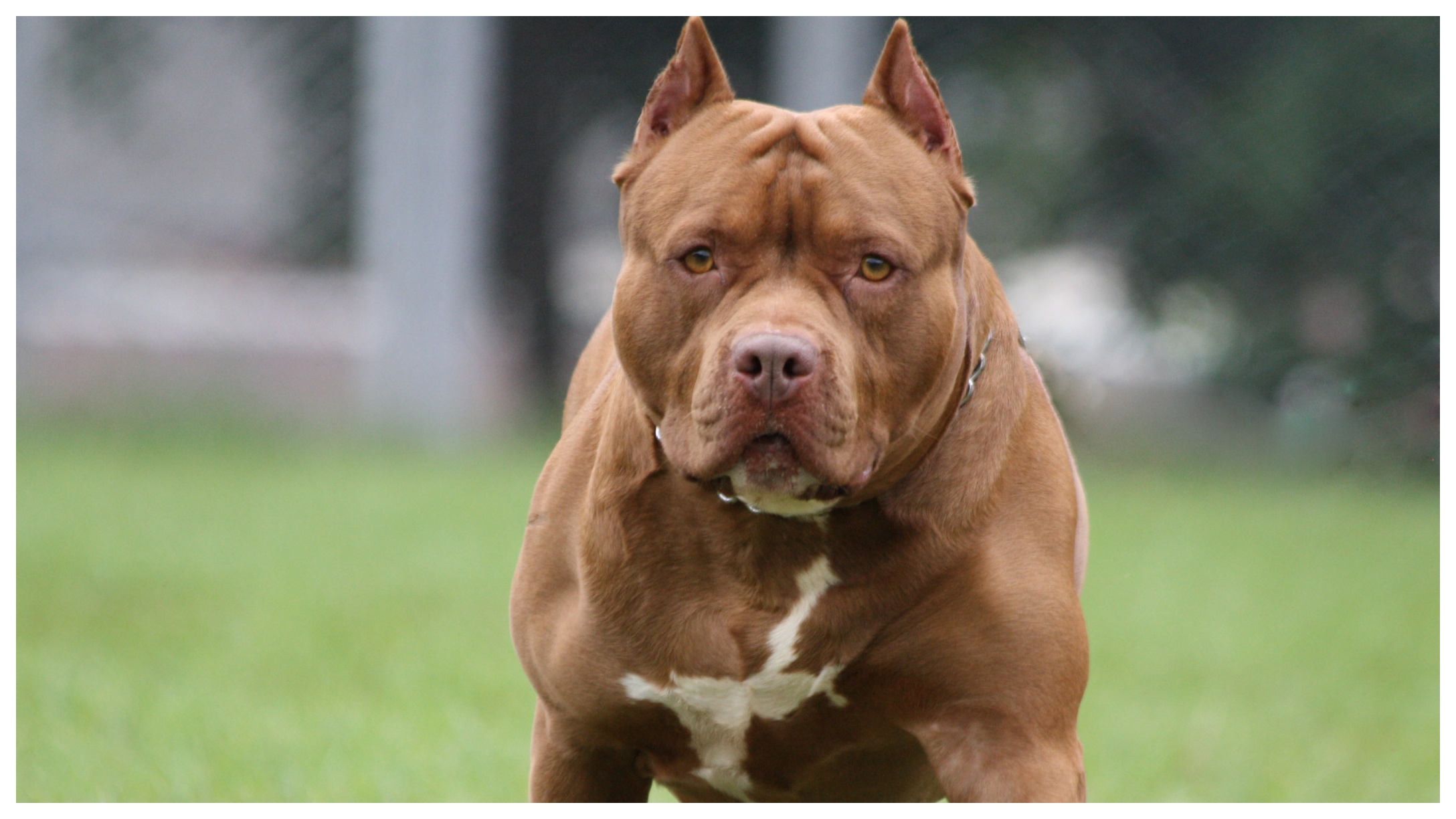 Pit Bull Main Image