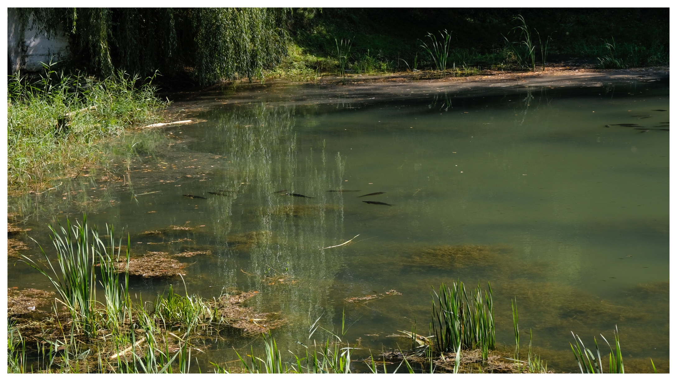 Pond-Texas-Girls.jpg