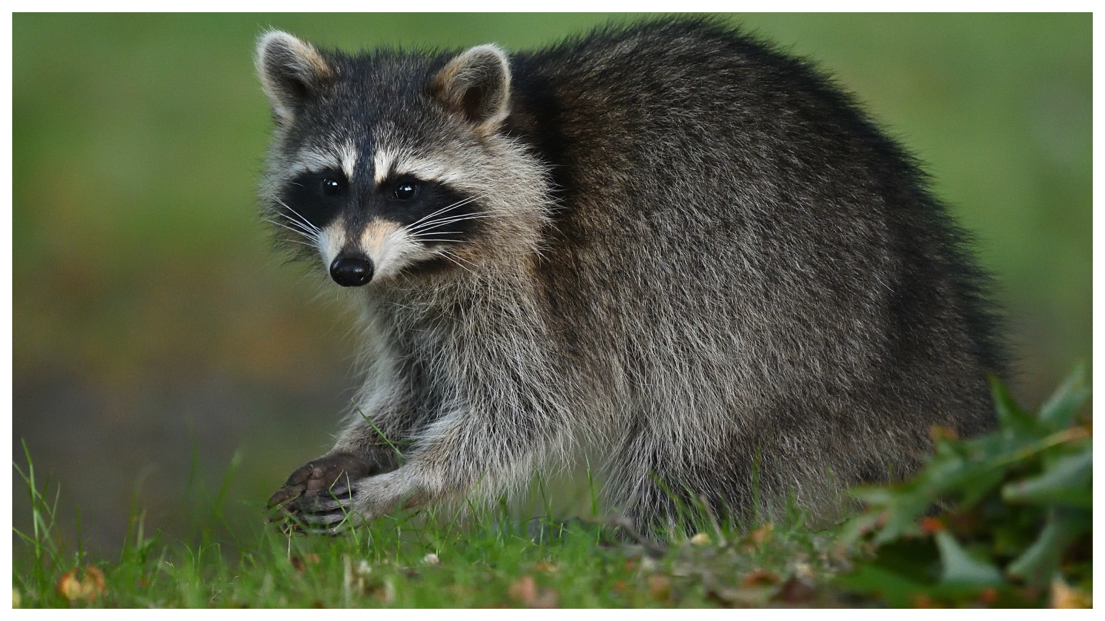 Raccoon Featured