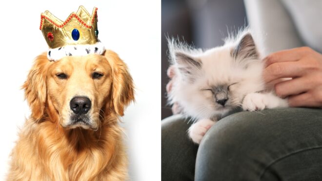 Rules Pets Make Up For Their Homes