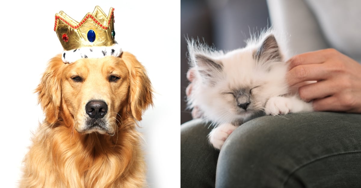 Rules Pets Make Up For Their Homes
