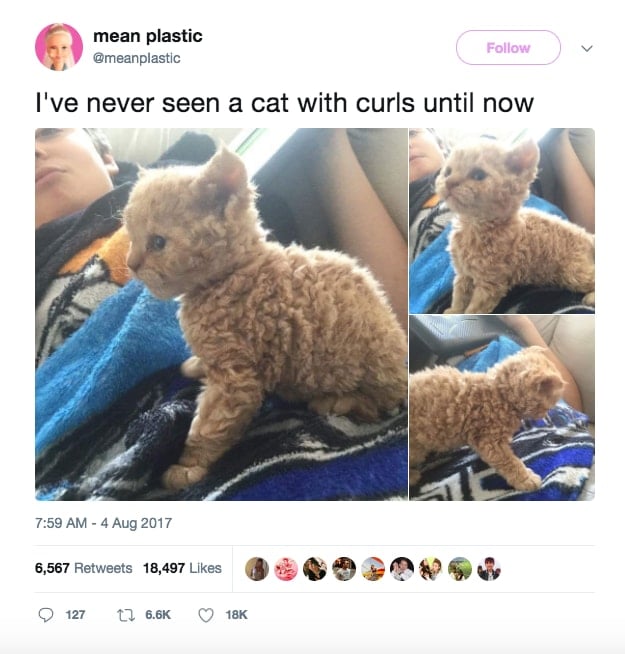 Selkirk-Rex-Cat-1.jpg Selkirk-Rex-Cat-1.jpg