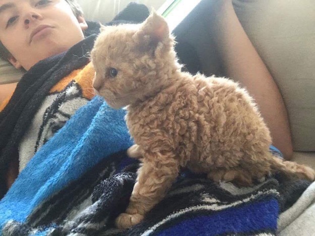 Selkirk-Rex-Cat-2.jpg