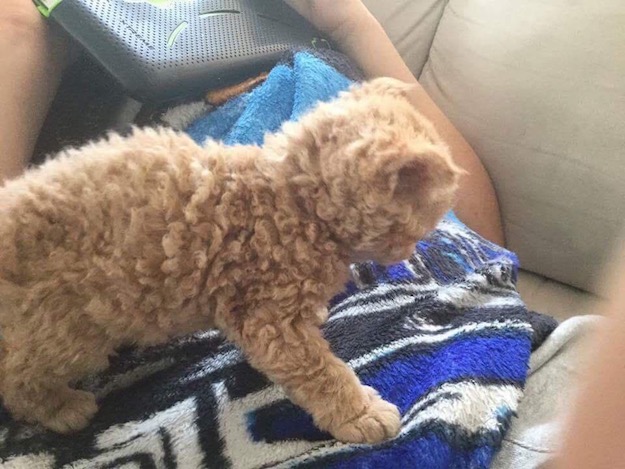 Selkirk-Rex-Cat-3.jpg