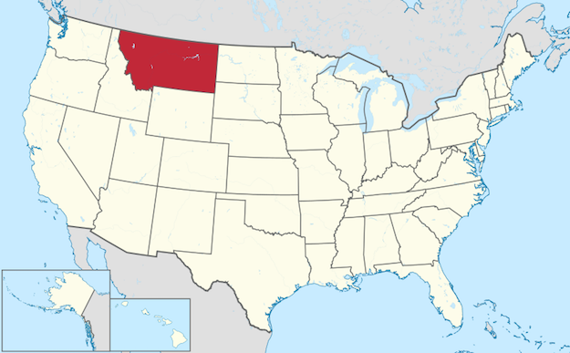 Selkirk-Rex-Cat-5.png