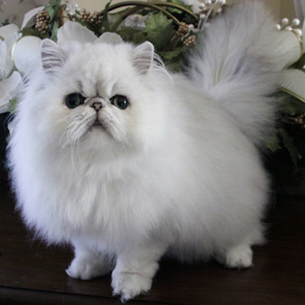Selkirk-Rex-Cat-6.jpg
