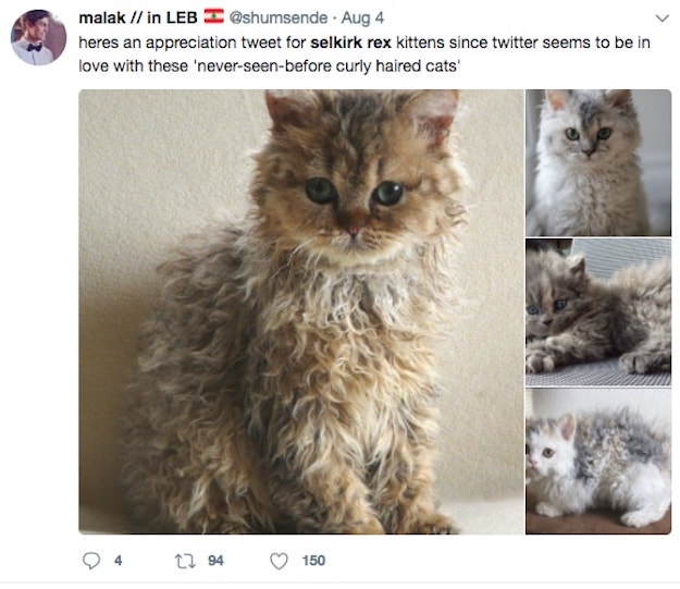 Selkirk-Rex-Cat-8.jpg
