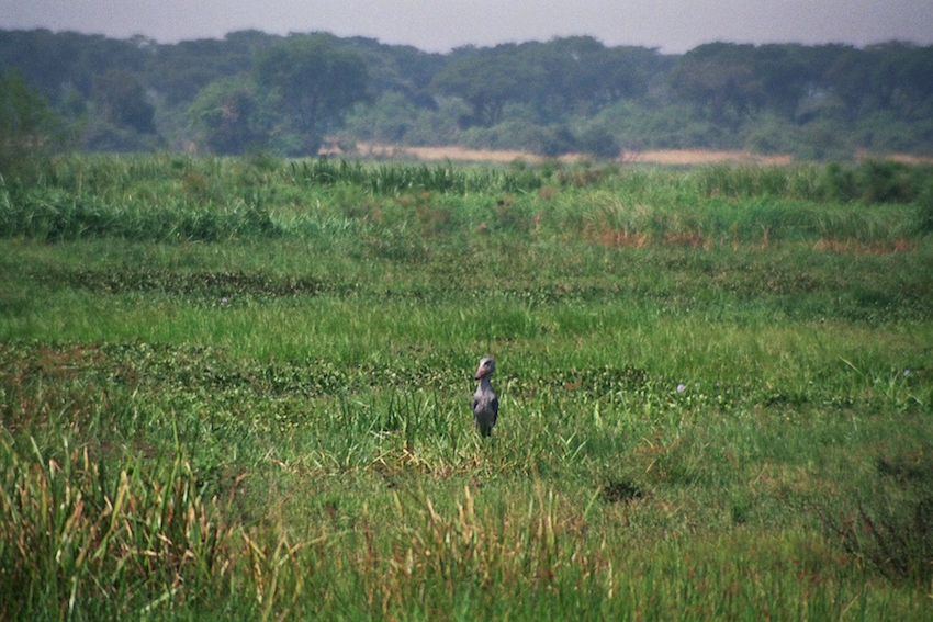 Shoebill_stork_oeganda_2007.jpg