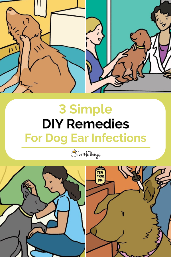 Simple-DIY-Remedies-For-Dog-Ear-Infections.jpg