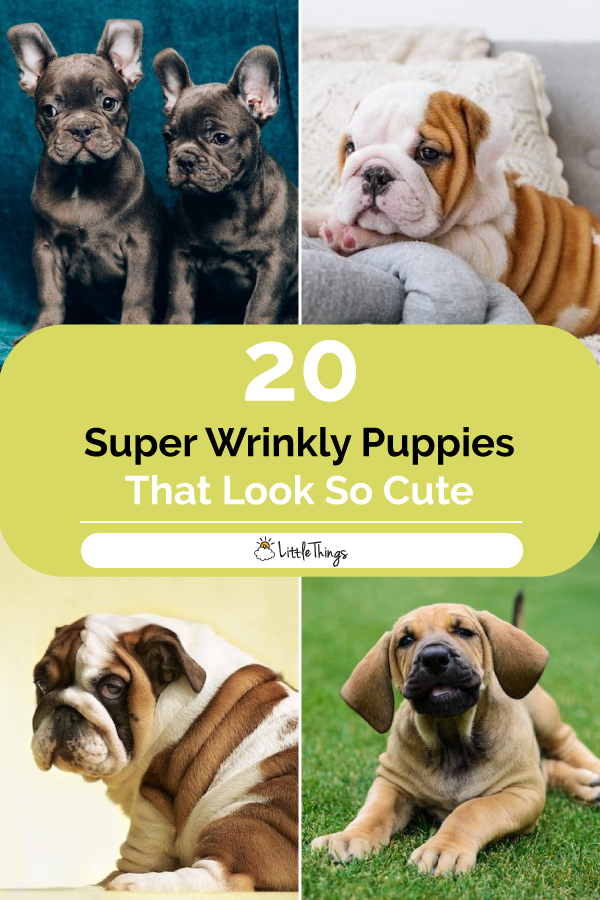 Super-wrinkly-puppies-that-look-so-cute-pinterest-image.jpg