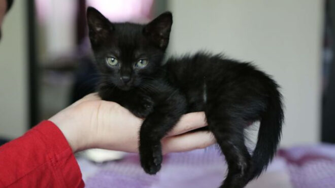 Tiny Black Kitten