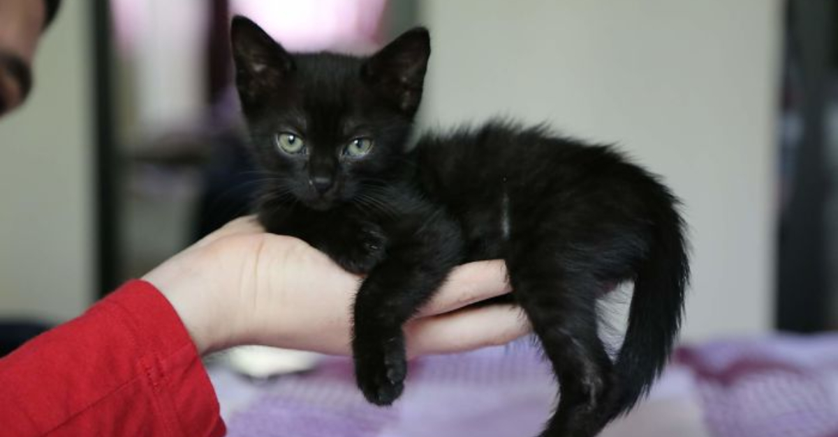 Tiny Black Kitten