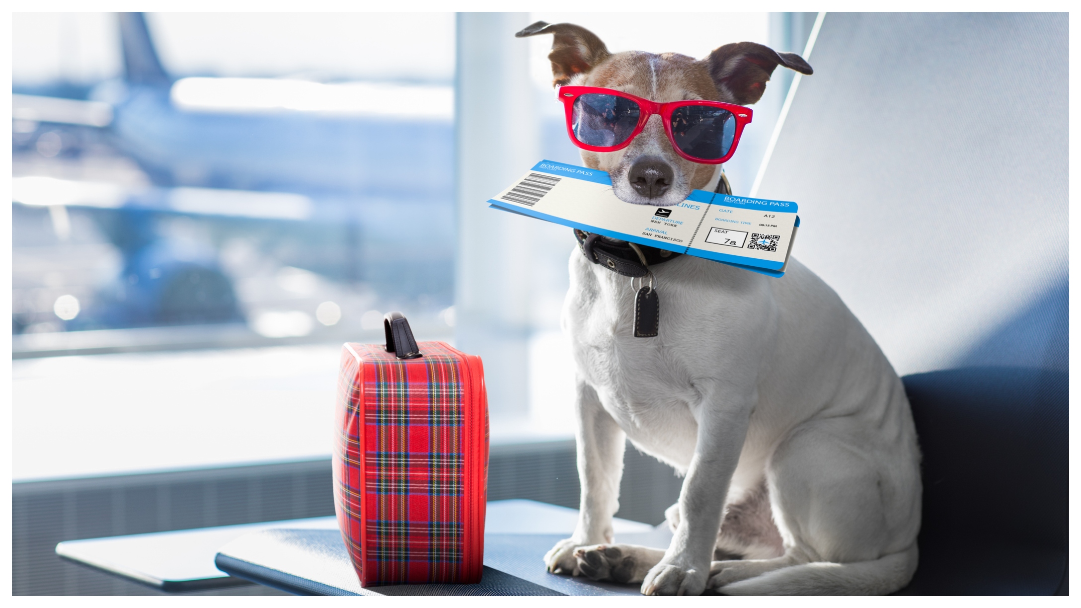 Travel Dogs Featured