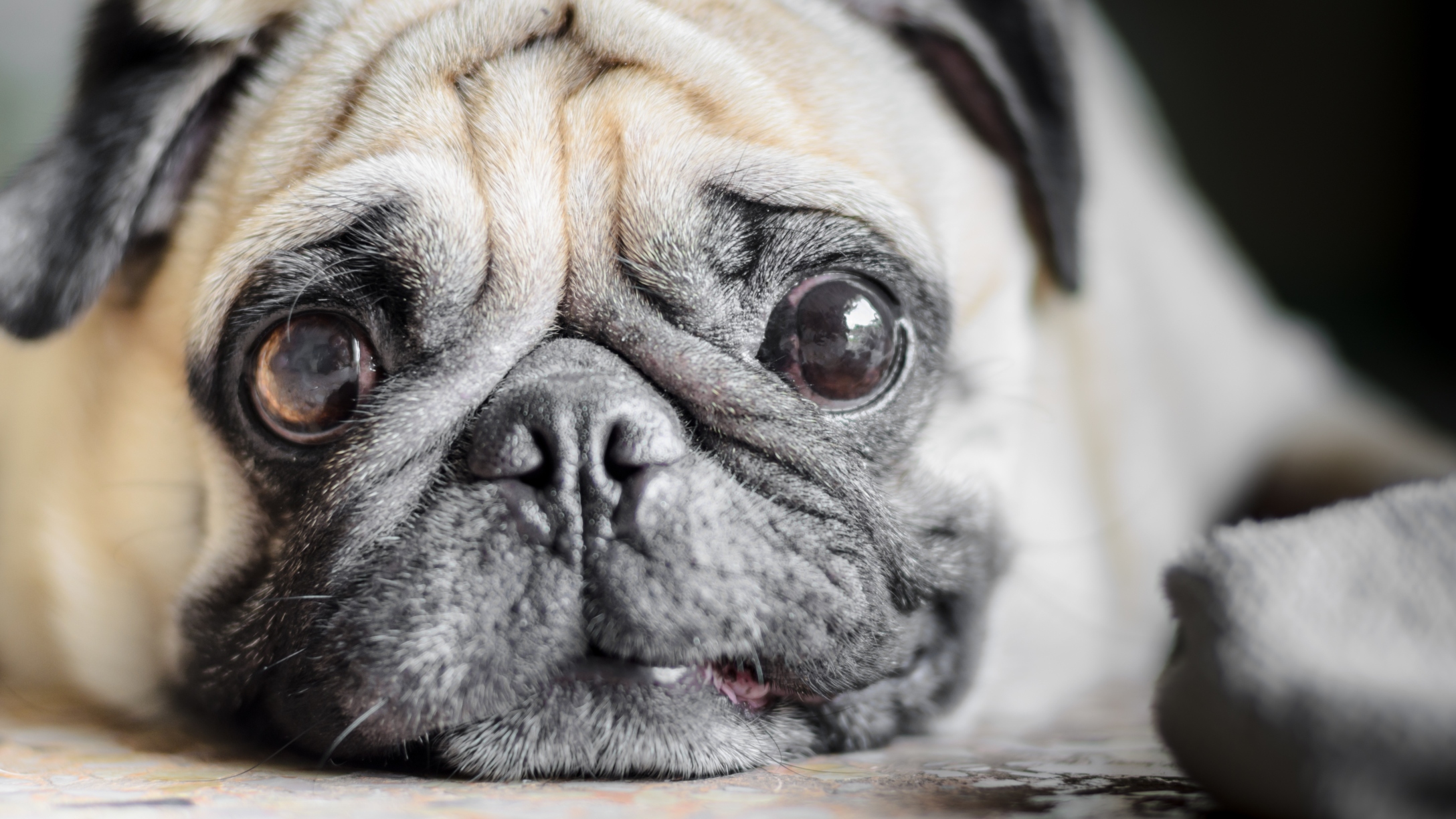 Wrinkly pug dog laying on the floor