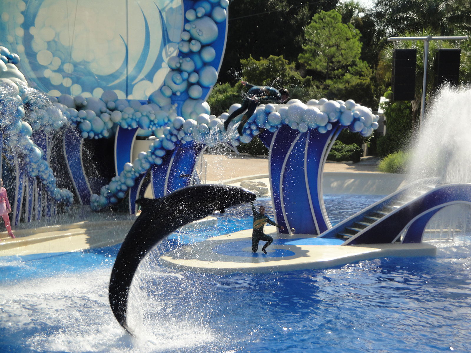 Whale__Dolphin_Theater_Seaworld_Orlando.jpg