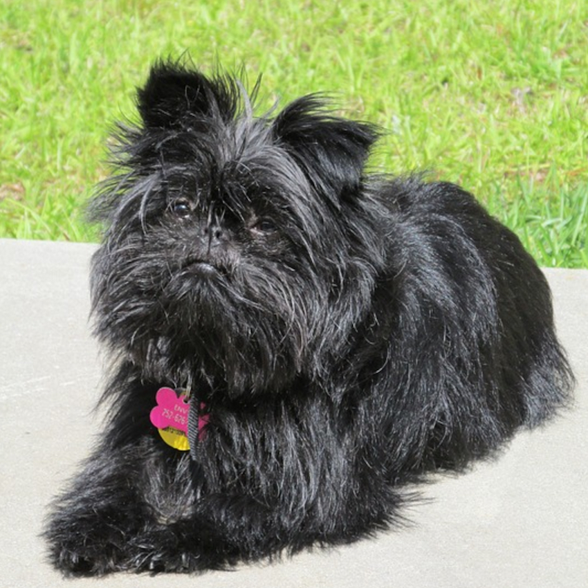 affenpinscher-small-dogs.jpg