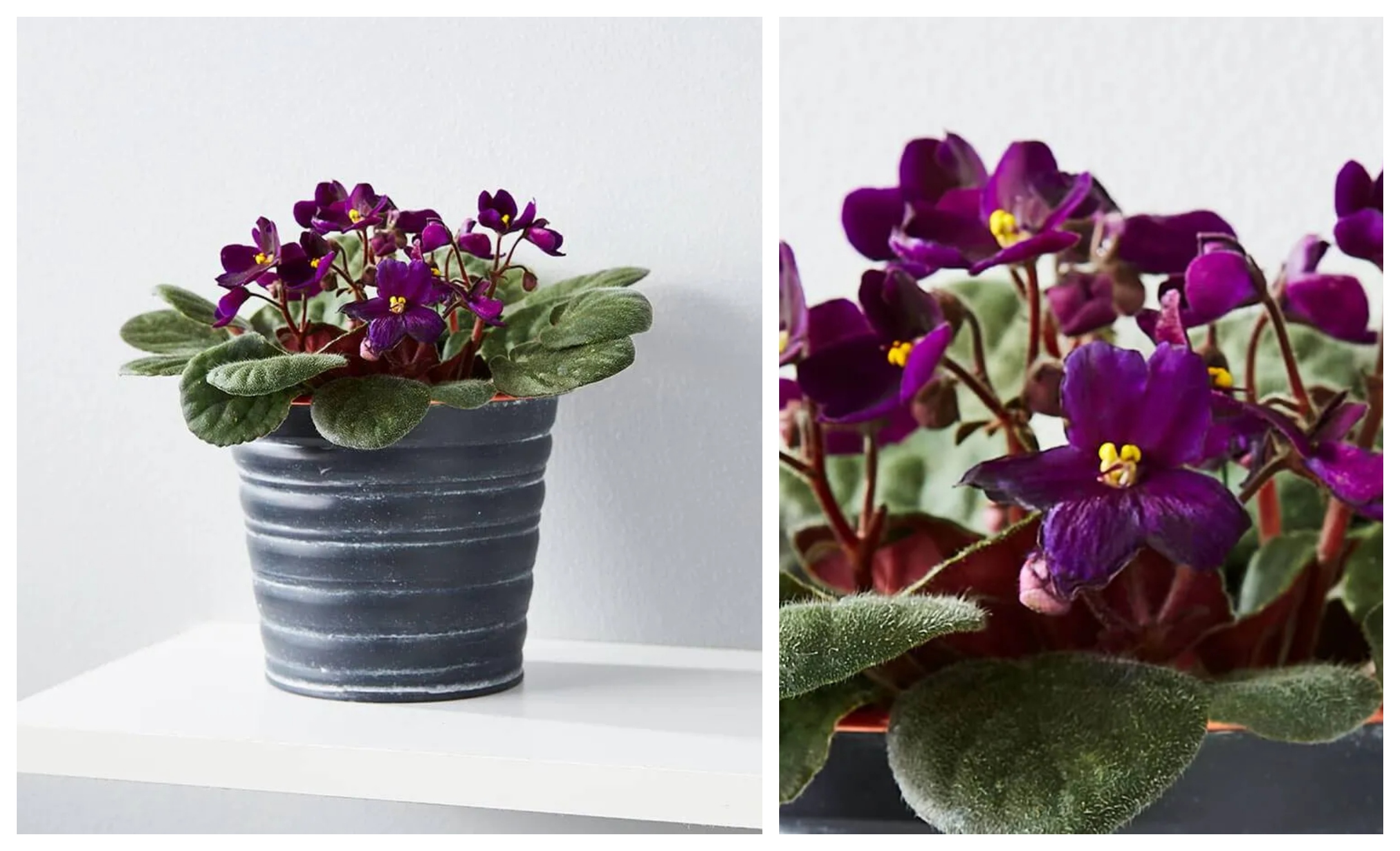 african-violets-product.jpg