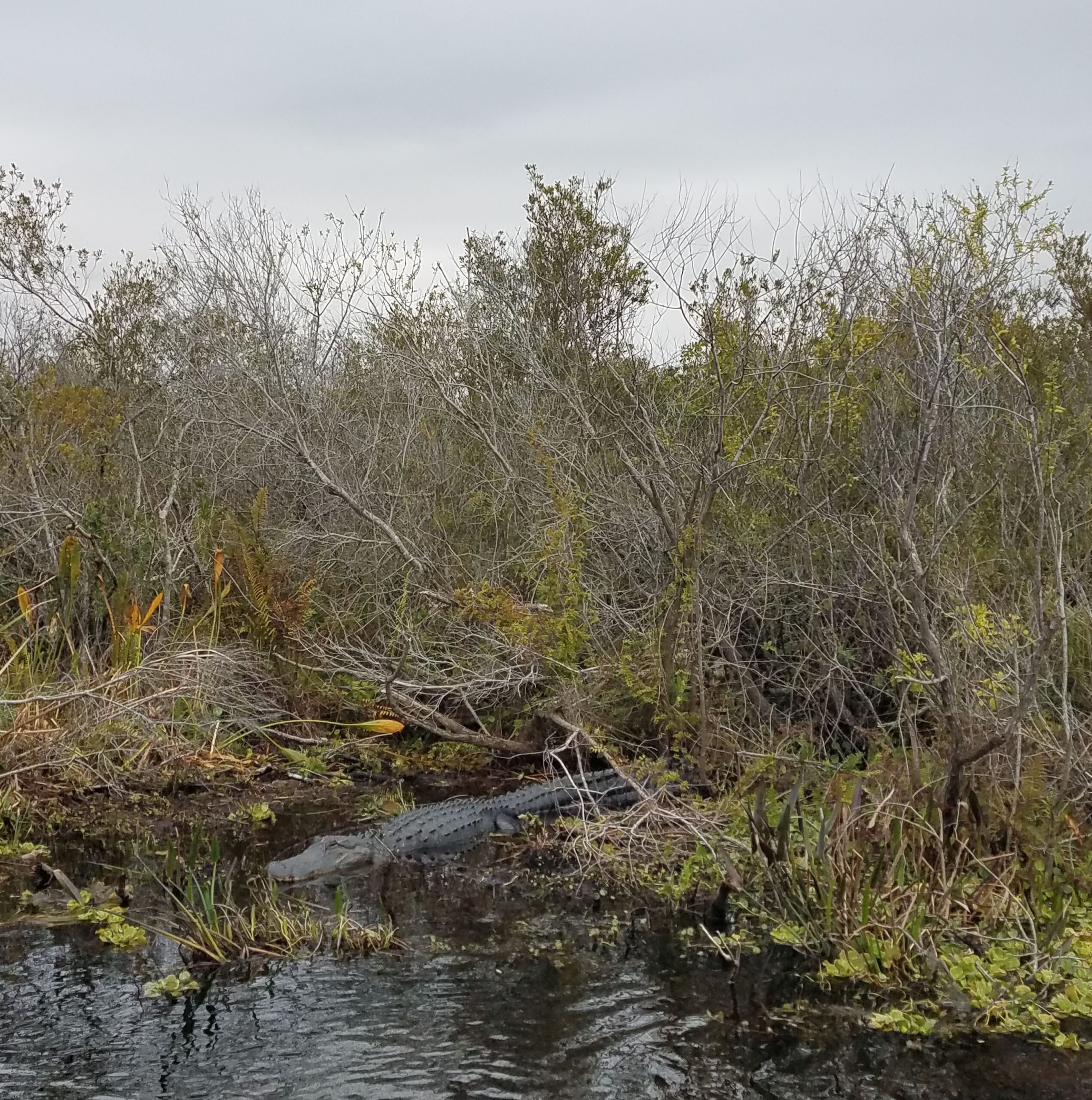 airboat-two.jpg