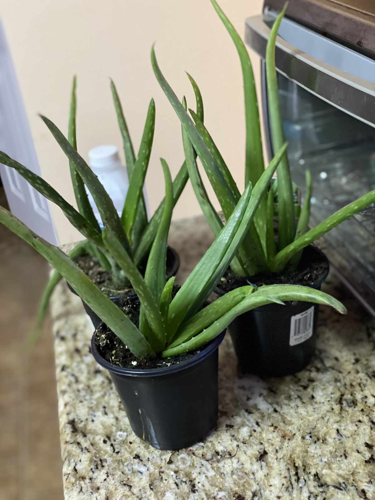 aloe-plants.jpg