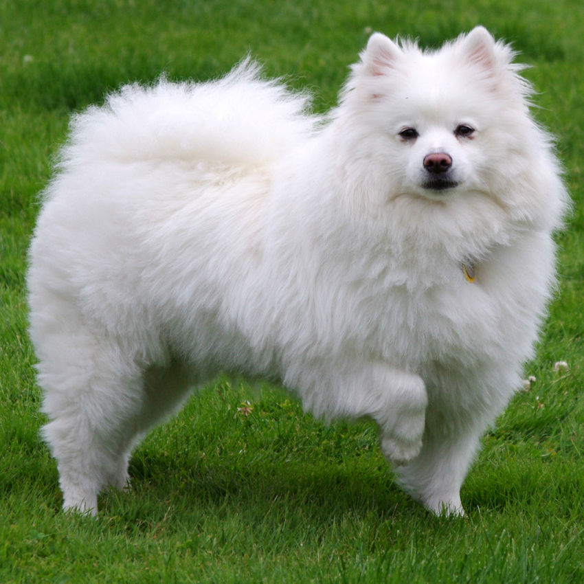 american-eskimo-dog-small-dogs.jpg