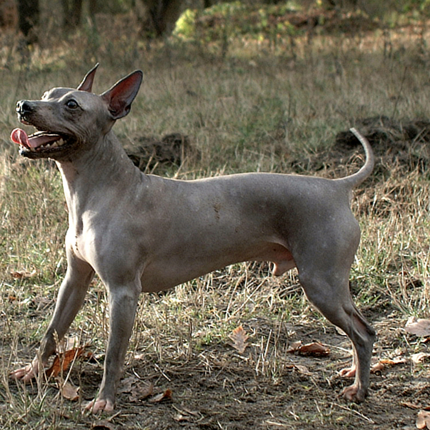 american-hairless-terrier-small-dogs.jpg