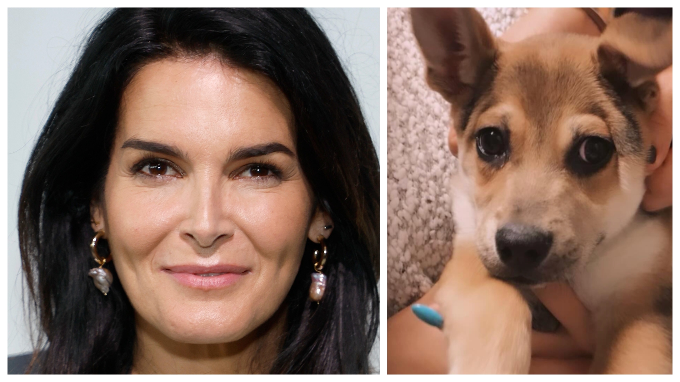 Actress Angie Harmon Says Instacart Delivery Person Shot And Killed Her Dog