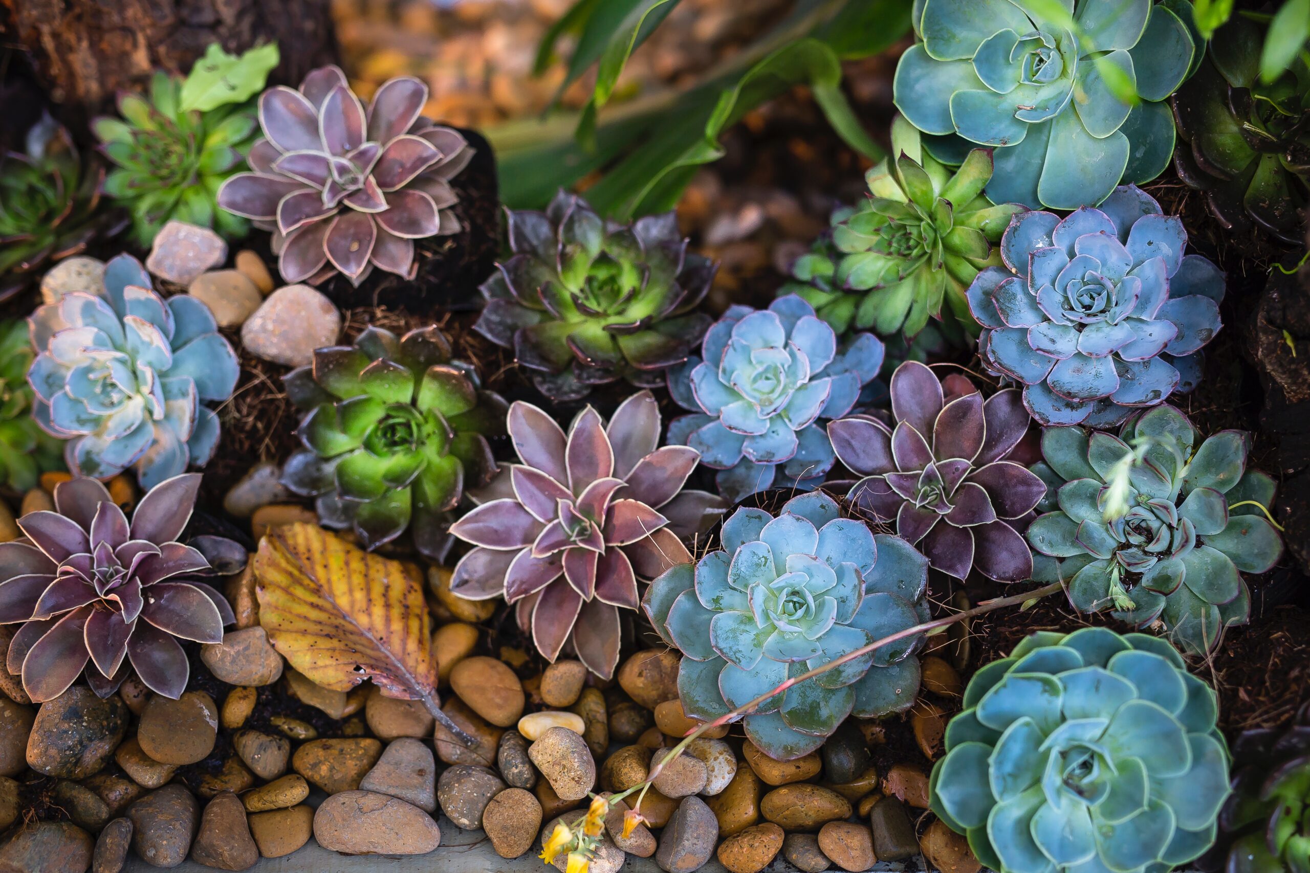 assorted-color-flowers-2132227.jpg