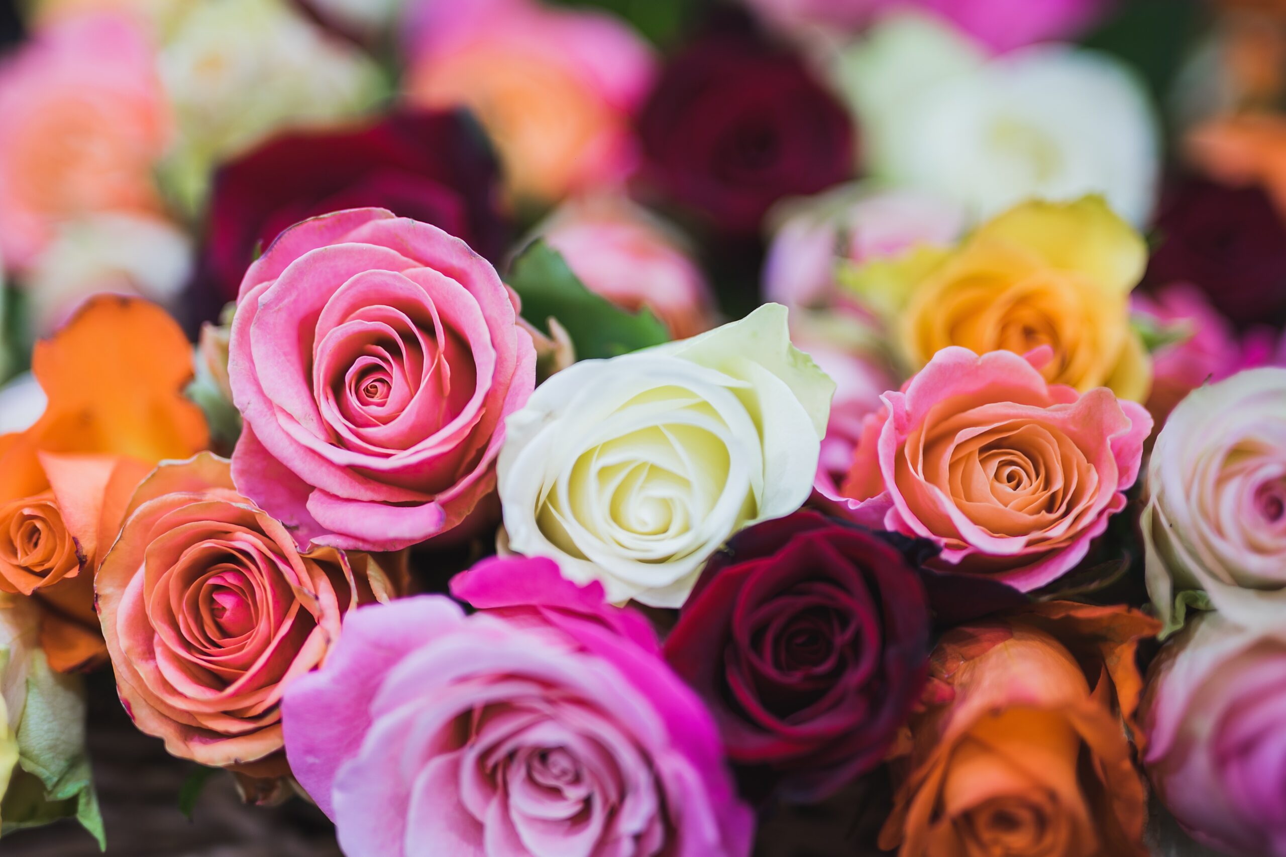 assorted-color-of-rose-flowers-714918.jpg