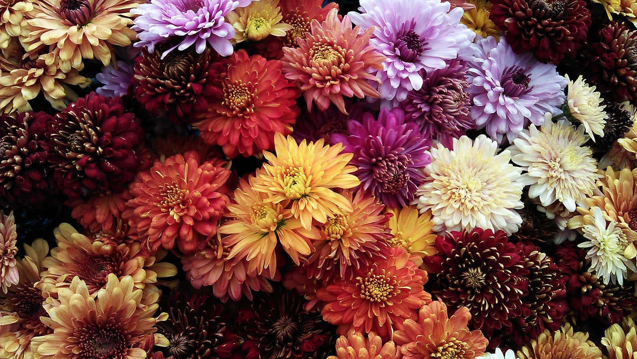 assorted-flowers-photo-1158783.jpg