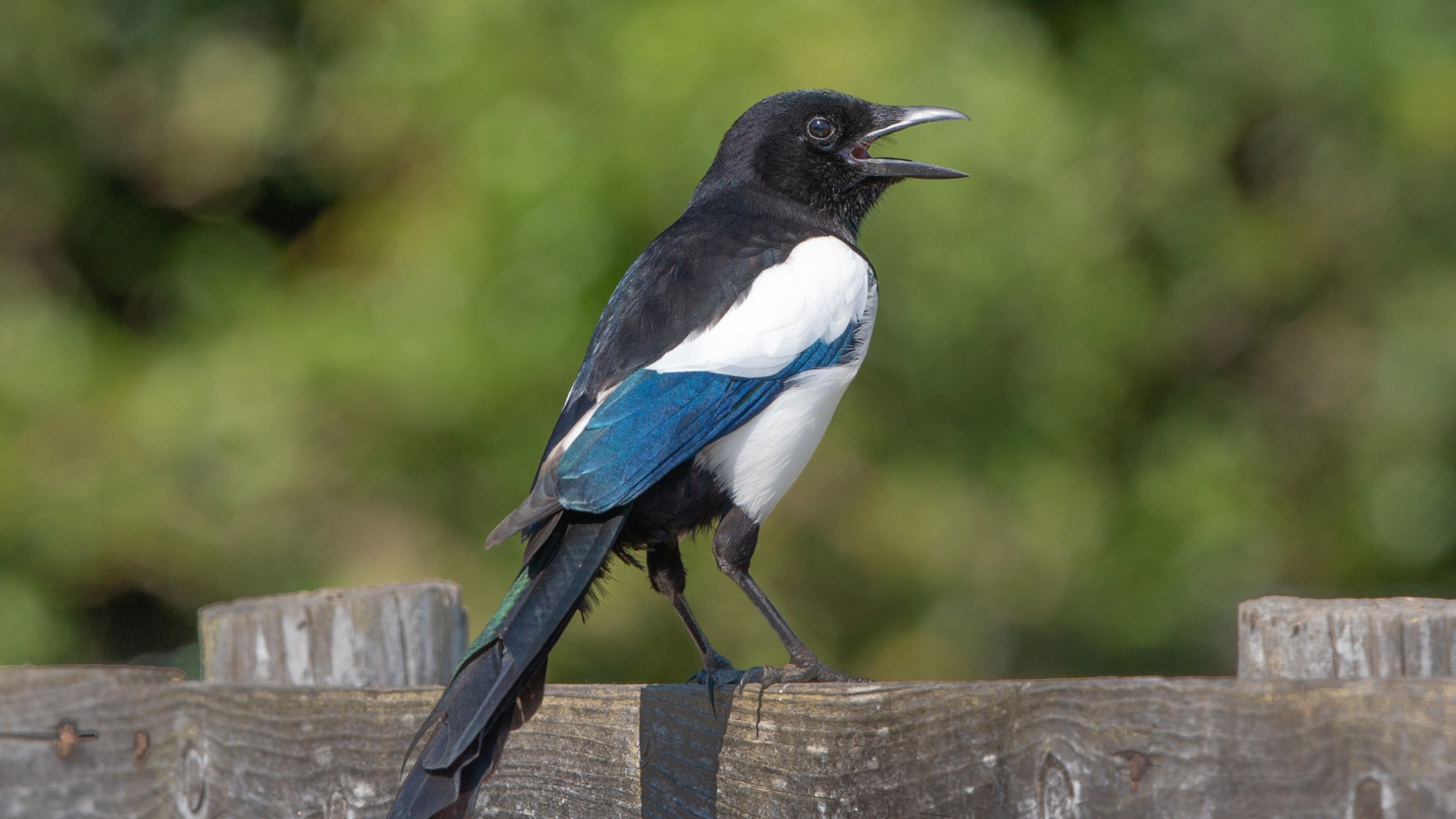 australian-girl-magpie-attack