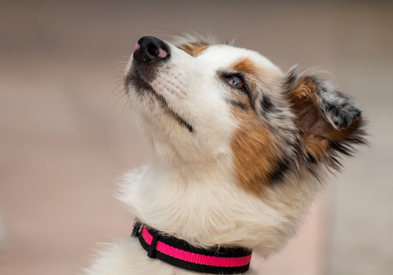 australian-shepherd-4693226_1280.jpg