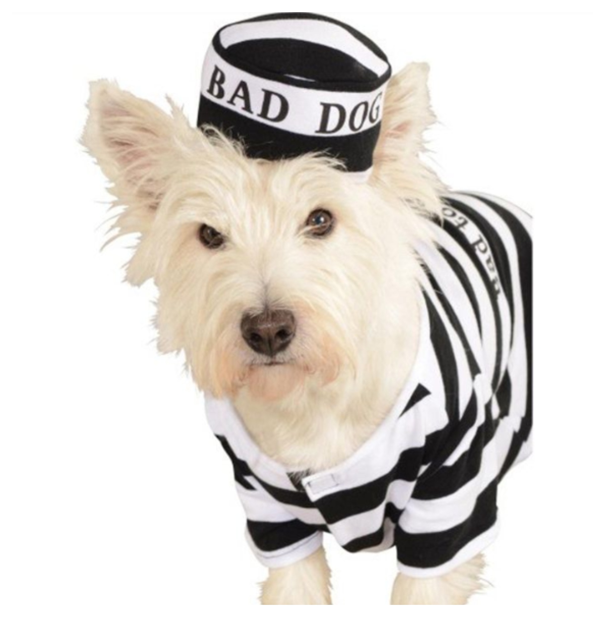 bad_dog_jail.jpg