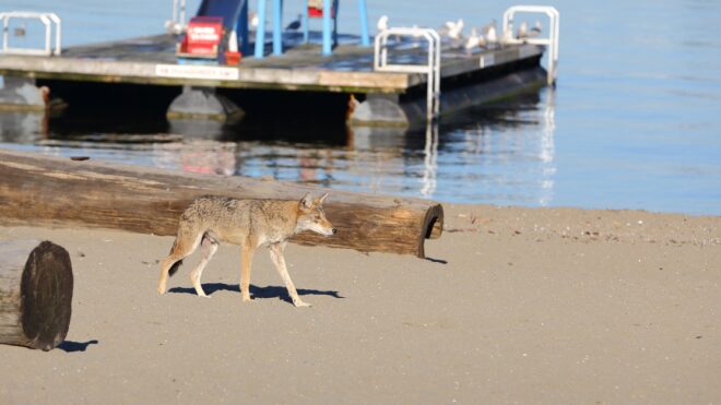 beach-coyote