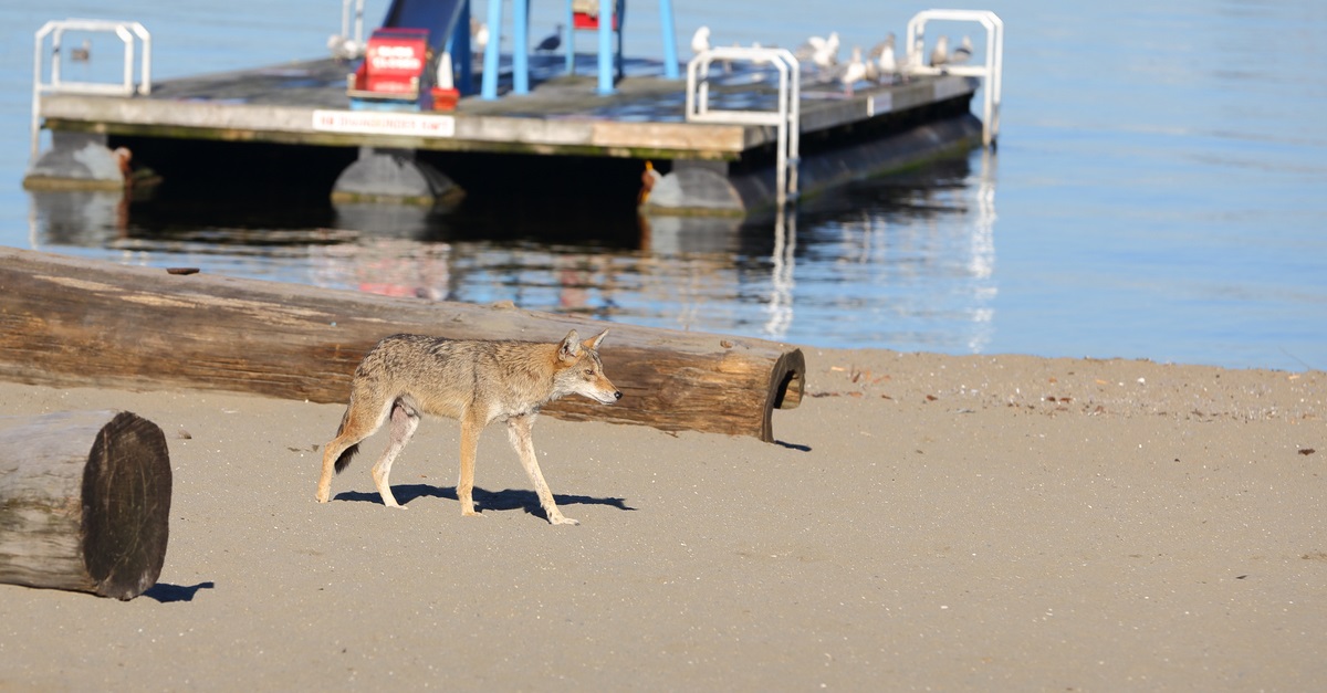 beach-coyote