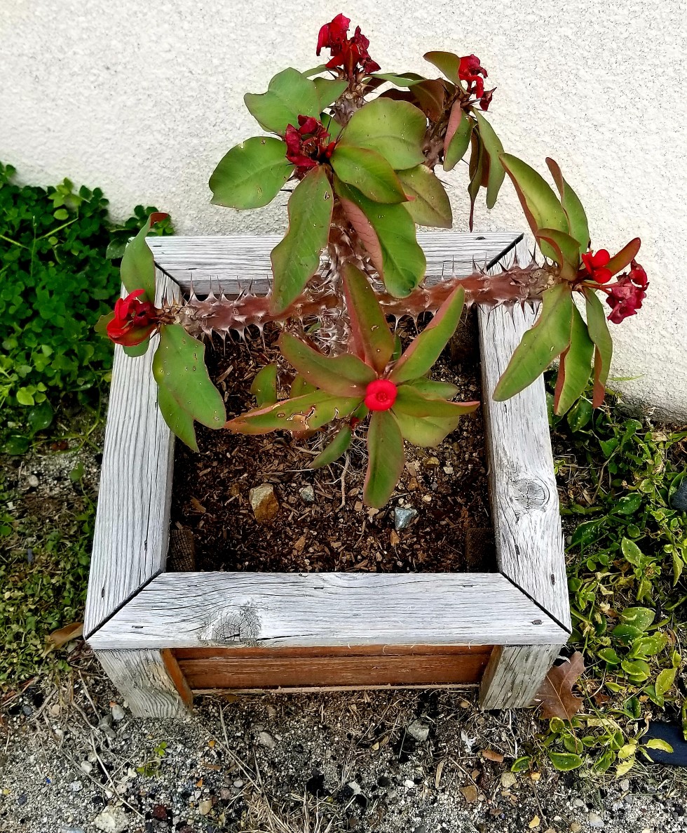 beauty-among-the-thorns-a-red-flowering-crown-of-thorns-plant-beware-if-you-dare-also-called-the_t20_nR0v7R.jpg