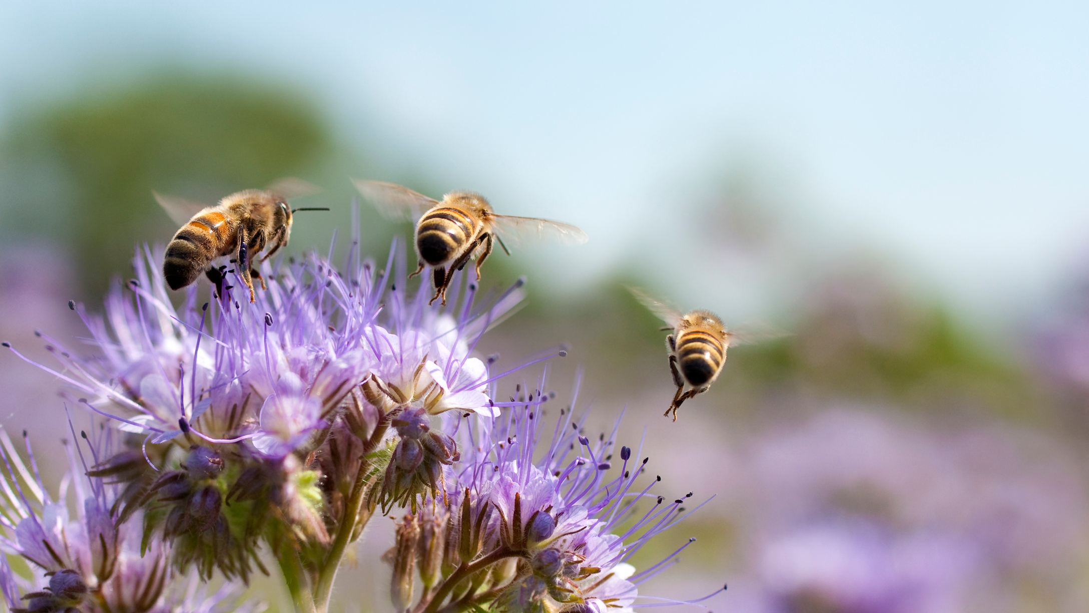 bees-flowers