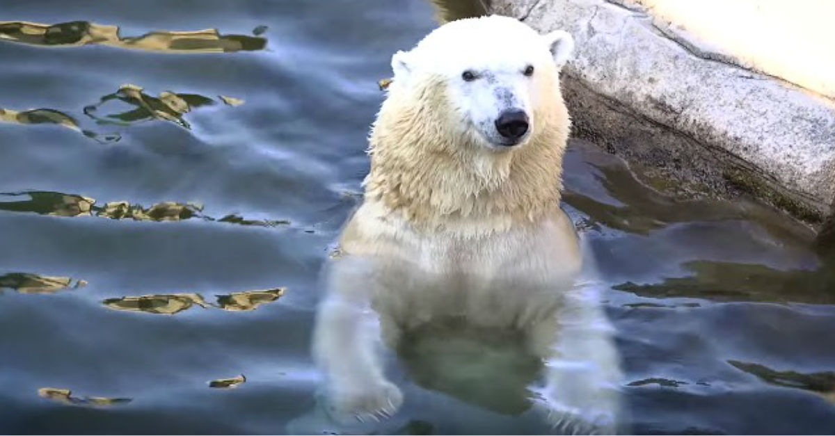 berlin-polar-bear.jpg